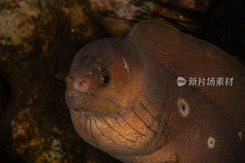 巨型马里鳗鱼(Gymnothorax javanicus)默里